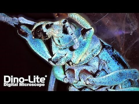 Most Practical Digital Microscope: Dino-Lite