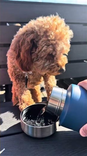 Freddies 3in1 Dog Bottle