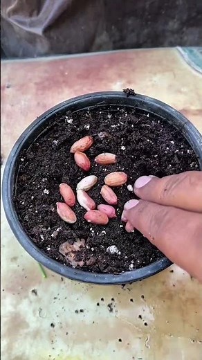 Cómo sembrar maní #jardín #agricultura #plantas