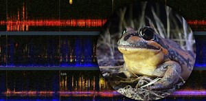 Experience the spectacular sounds of a Murrumbidgee wetland erupting with life as water returns