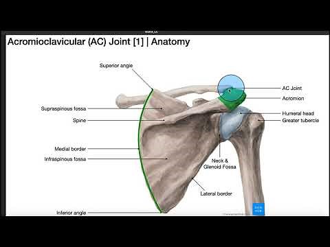 The AC Joint | Anatomy, Injury, & Diagnostic Test Cluster