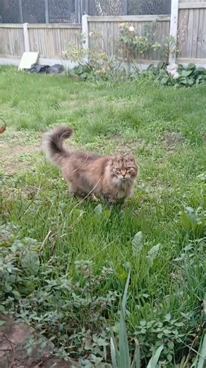 I found the most beautiful cat on my walk #cat #cute #straycat