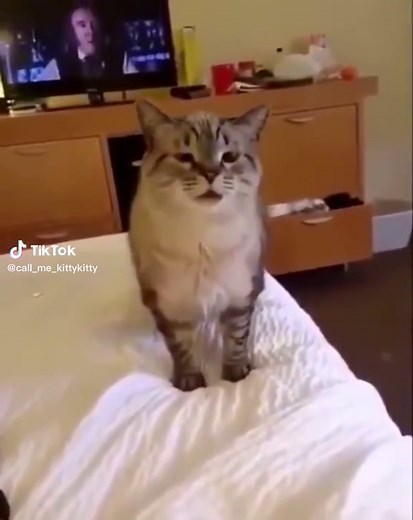 Cat sneeze #cats #catsoftiktok #pets #petsoftiktok #cute #funny #fyp