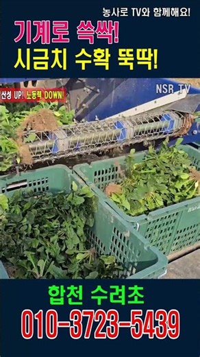 Snip, snip with the machine! Spinach harvest in a flash!