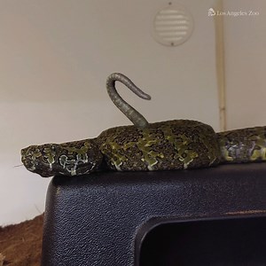 Behold this seemingly harmless green worm! It wiggles, beckoning you to come closer. Wait a minute — this is no worm! This is actually the tail-end of an Endangered Mangshan mountain pitviper. Did it fool you? Exhibiting a behavior called "caudal luring," Mangshan mountain pitvipers use their tails to mimic worms, in hopes of luring a meal. "This behavior in Mangshan vipers is not observed very frequently, being that the species was described to science only 30 years ago and the entire wild popu