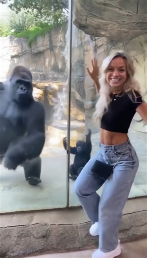 Common on Instagram: "She Danced with a Gorilla! (Watch the baby 🥺) Woman dances—BOTH gorillas copy her (big one AND young one) oh my gosh! Zoo. Gorilla exhibit. Woman EXCITED see gorillas. APPROACHES glass BIG smile. BIG GORILLA. YOUNG ONE beside. Woman SMILES. Does FUNNY dance groove. HAVING fun. PLAYFUL. Then—"Oh my GOSH, he's DOING it." BIG GORILLA starts COPYING dance. MIMICKING moves. GROOVING along. But WAIT—YOUNG GORILLA copying TOO. BOTH. Adult AND young. BOTH dancing woman. ALL VERY H
