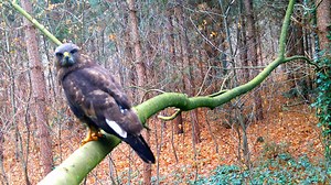 I was actually hoping for an owl to land on this branch. It didn't show up, but I wasn't disappointed with this Common Buzzard 😄🌲 https://youtu.be/NssXuLLHyJg | Once Upon a Forest