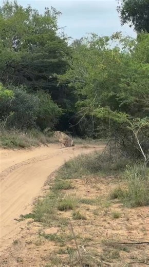 854K views · 15K reactions | Incredible fight for survival!!! In a blur of muscle and instinct this lioness meets her prey mid-air! 勞 Both flying masters but only one wins!!! 歷女⚡️ A raw display of the wild #nyala #curiosity #wildlifeplanet #gamedrivesafari #lion #lions #lioness #bigcats #bigcatsofafrica #predators #safariadventure #magicalkenya | Wildfriends Africa | Facebook