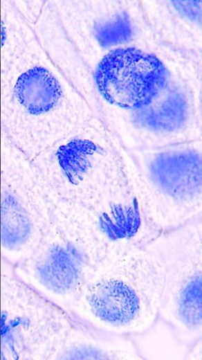 DZIELĄCE SIĘ komórki pod MIKROSKOPEM!