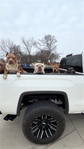 $100,000 Investment in American Bully Dogs