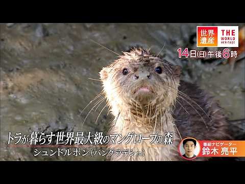 『世界遺産』7/14(日) シュンドルボン 〜 トラが暮らす世界最大級のマングローブの森【TBS】