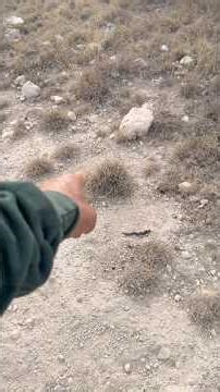 Coyote flat set pays off. #coyotes #trapping #trapper #livestock #lamb #goat #adventure #adc #hunt