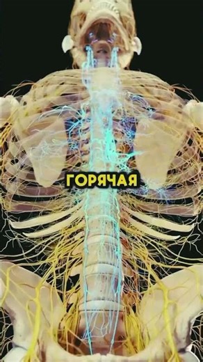 human #science #absorption #biology #water #3danimation #science