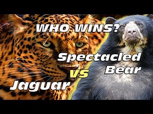 Jaguar vs Spectacled Bear | Who Wins This Apex Showdown? | Wild Animal Fight