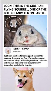THE CUTEST ANIMAL ON EARTH?! Meet the Siberian Flying Squirrel!