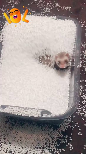Playful Ferrets: Hilarious Moments Caught on Camera
