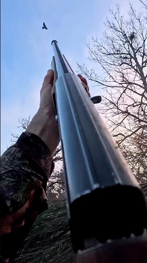 colombaccio invernale,caccia ai colombacci sulle edere#birds #hunting #caccia #colombaccio #torcaces