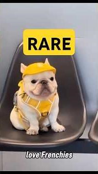 RAREST French Bulldog COLORS #FrenchBulldog #DogLovers