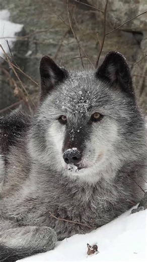 The Wolfgirl on Instagram: "Cold & snowy conditions actually enhance how scents behave — and how wolves read them. In cold air, smells don’t rise and disperse as quickly. Heat makes scent molecules lift and scatter, but cold air keeps them lower to the ground, right where a wolf’s nose works best. Snow also acts like a scent preservative. Odour particles get trapped in the snow instead of evaporating, allowing wolves to detect older tracks for much longer than they could on warm ground. Cold, mo