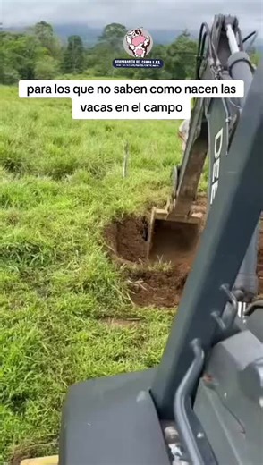 Cómo nacen las vacas: Entendiendo el proceso