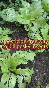 A pesticide-free way to kill pesky insects #plant #garden #planttips #gardentips #vegetables #agricuture #farming #gardeninghacks #gardentok #PlantTok #gardeningtips #planting #gardening | Seed To Harvest