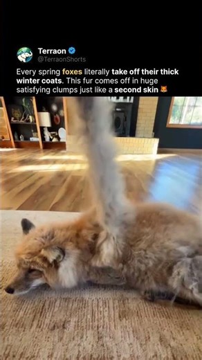 Unpacking a Fox for summer 🦊