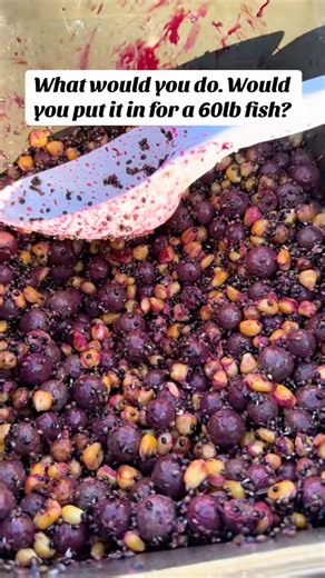 Would you do this for a 60lb carp? 👀 Over at Lake Zajarki, there are absolute giants cruising around — the kind that make every drop of liquid attractant feel worth it! 💧🎣 So be honest… would you pour it on if it meant a real shot at one of these monsters? #carpfishing #lakezajarki #capitalangling #bigcarp #fishinglife | Capital Angling