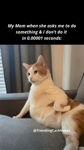 Trending Memes 2026🔥 | Cat Memes😻 #funny #comedy