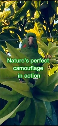 🥭👀 Parakeet calmly watches everything hidden among the mango tree leaves! 🍃💚
