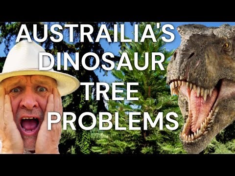 Five Mistakes to Avoid Growing Australia's Dinosaur tree Wollemi Pine - Wollemia nobilis garden care