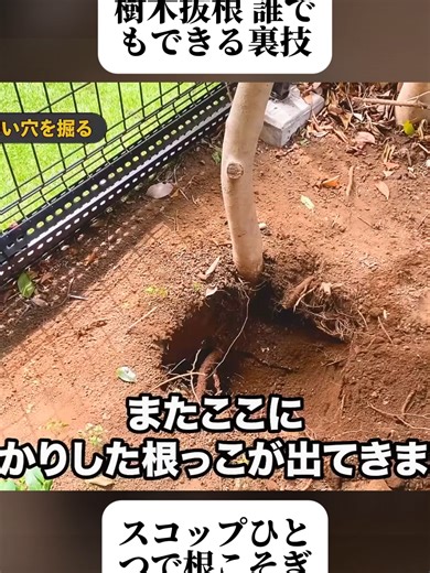【樹木の抜根！時短のコツはひとつだけ】超絶簡単！スコップの向きを変えるだけ. (3/4) #抜根作業 #庭木 #DIY #ライフハック #園芸 #アウトドア #園芸初心者 #fyp #foryoupage❤️❤️ #trendingvideo #viral