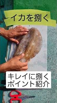 とれたてのイカを捌く【キレイに捌くポイント紹介】