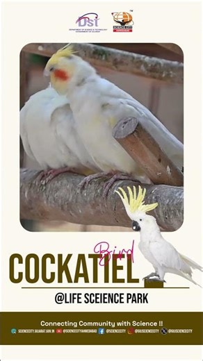 Meet the Charming Cockatiel at Gujarat Science City | Fun Bird Facts & Wildlife Wonders