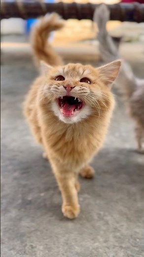 Cat meowing Sounds 🐱#meow