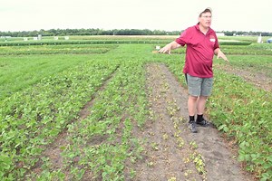 Xtend soybeans expand options, but be dicamba-drift aware - AgCanada