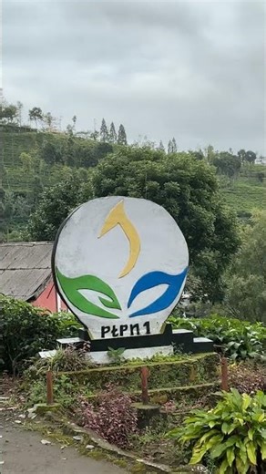 Tea fields as far as the eyes can see. Java, Indonesia