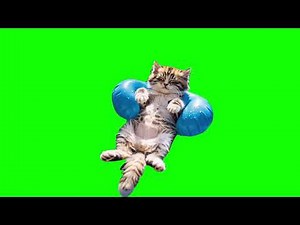 Kitten floating Green Screen Meme