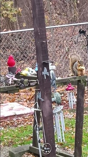 How to feed a squirrel pt. 35 One eyed Squirrel