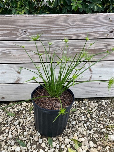 Dwarf Papyrus – Cyperus Papyrus Dwarf 10 Inch Pot, Tropical Ornamental Grass, Water-loving Sun-loving Accent Plant. Ideal for Ponds - Etsy