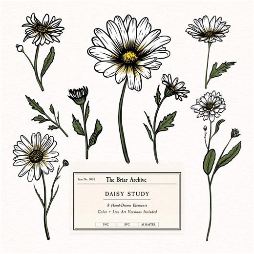 Daisy Vector Clipart Set Botanical SVG PNG AI Files Floral Illustration Hand Drawn Commercial Use - Etsy