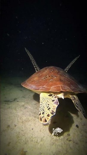 Green Sea Turtle – The Ancient Traveler of the Ocean 🐢🌊✨