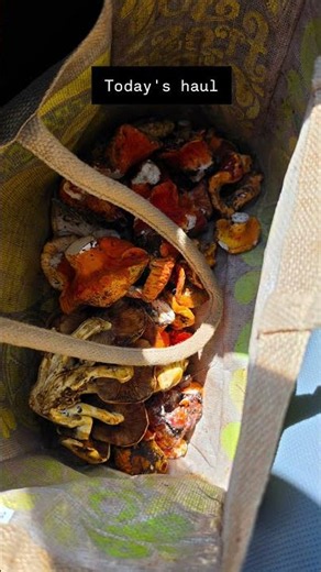 Fave recipe for LOBSTER MUSHROOMS! 🦞🍄 #foraging #mushrooms #whitemountains #lobstermushrooms #recipe