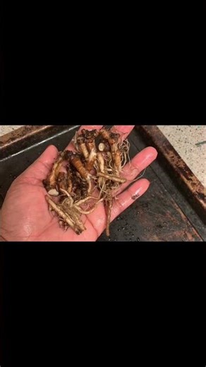 Dandelion Root Coffee