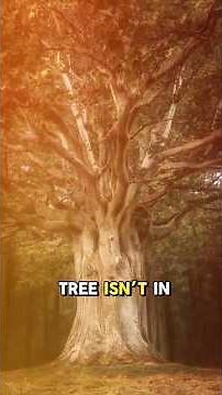 "World’s Smallest Tree: The Mighty Dwarf Willow" 🌱❄️ #nature #history