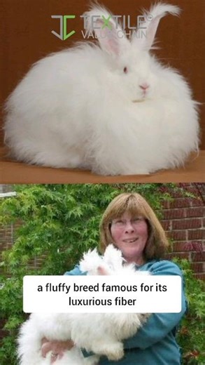 Angora Rabbit Fiber | The Secret Behind Ultra-Soft Sweaters 🐇🧵 #textileindustry #knittingindustry