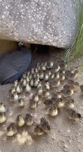 I Moved a Guinea Fowl From Under a Rock… and 100+ Chicks Poured Out 😳🐥
