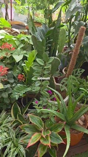 FREE!! My secret to a lush green garden! 🤫🌿