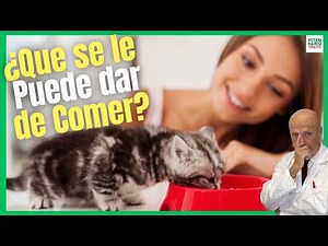 ¿QUÉ COMEN LOS GATOS? ¿QUÉ SE LE PUEDE DAR DE COMER A UN GATO?