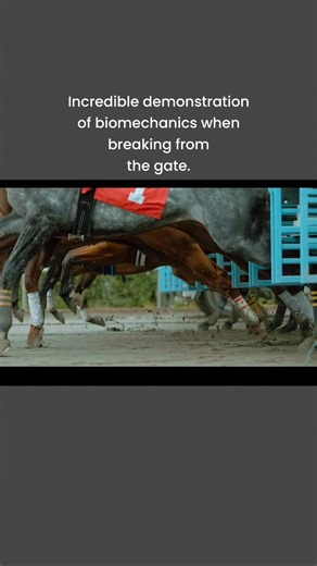 Most Most people have never actually watched a horse go from standstill to sprint in slow motion. They see fetlocks drop, toes reach, muscles firing like whips—and they scream “abuse” instead of “normal biomechanics.” This is not opinion. This is not an “in my experience” guess or a barn-aisle myth. This is not a back and forth or an invitation for your opinion because you “have had horses all your life or have/had an OTTB once”. This is reality, backed by 50–75 years of peer-reviewed research o