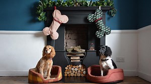 Tail-wagging Christmas gifts for your dog